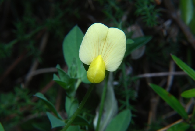 Fabacea - Tetragonolobus maritimus